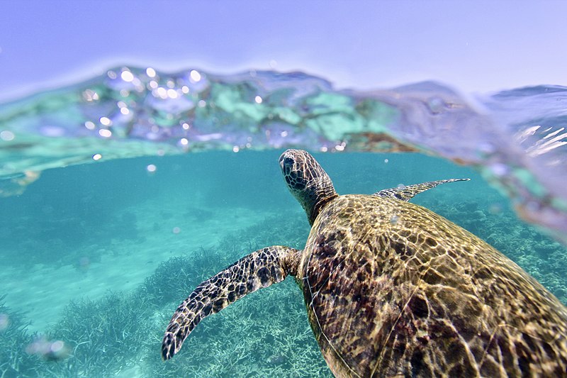 Green sea turtle